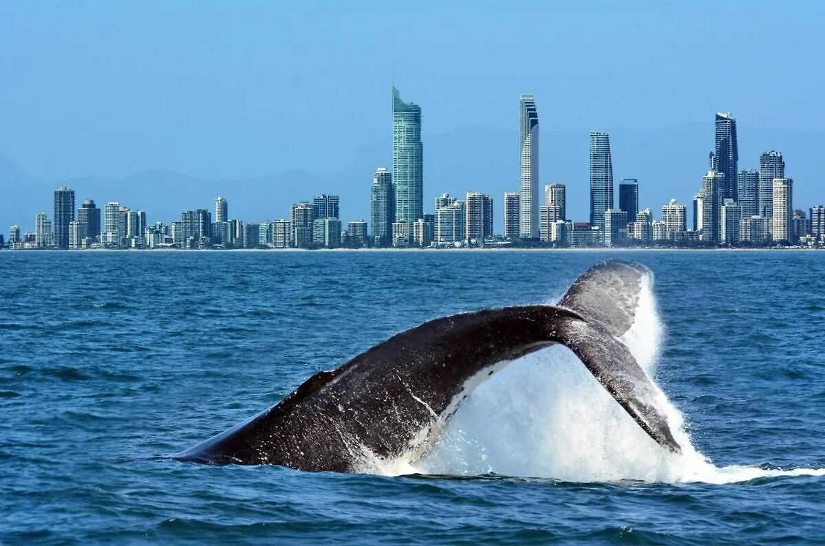 Endless Ocean Lv 19 Apartment Gold Coast